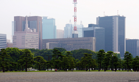 Tokyo - Giardino del Palazzo Imperiale