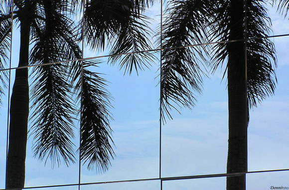 Palme riflesse sulla facciata del Jumeirah Beach Hotel