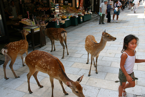 Nara - I cervi girano liberi per la città