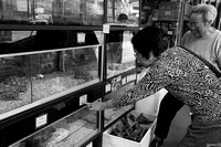 Mong Kok - Mercato dei pesci rossi
